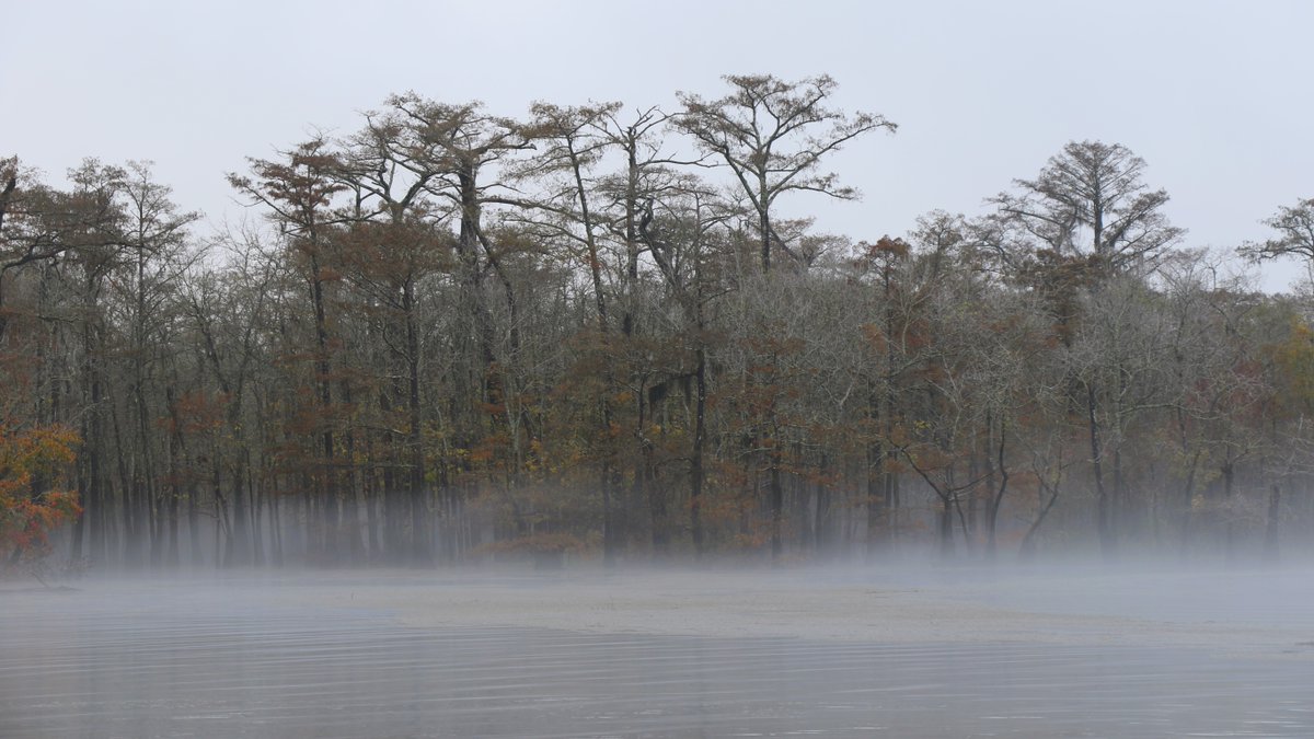 #BigThicket #MondayMood

📍 Neches River, Beaumont Unit