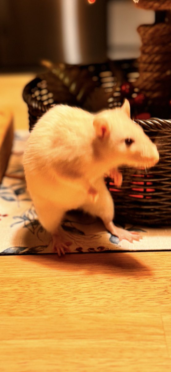 RatsPicnic's tweet image. Seasons CREEPINGS