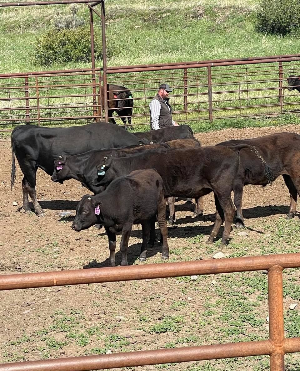 Steakcenter's tweet image. Proudly raising exceptional livestock at Steak Center Cattle Company. Experience the quality in every cut. 
#SteakCenterCattleCompany #Livestock #QualityBeef