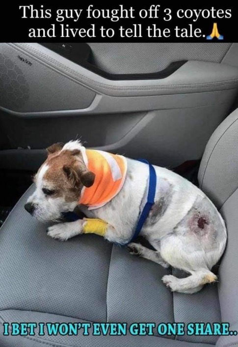 This guy fought off 3 coyotes and lived to tell the tale.❤