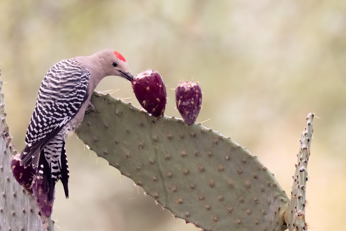 Who can pass up a juicy prickly pear? Gila woodpeckers are desert specialists, and while they eat insects and tap-tap-tap into tree trunks (and cacti) like other woodpeckers, they also love to snack on a ripe piece of fruit.

📷: Mick Thompson CC BY-NC 2.0 flic.kr/p/2hPnJtn