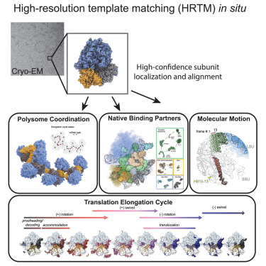 Online Now: Structural dynamics of human ribosomes in situ reconstructed by exhaustive high-resolution template matching dlvr.it/TGXlng