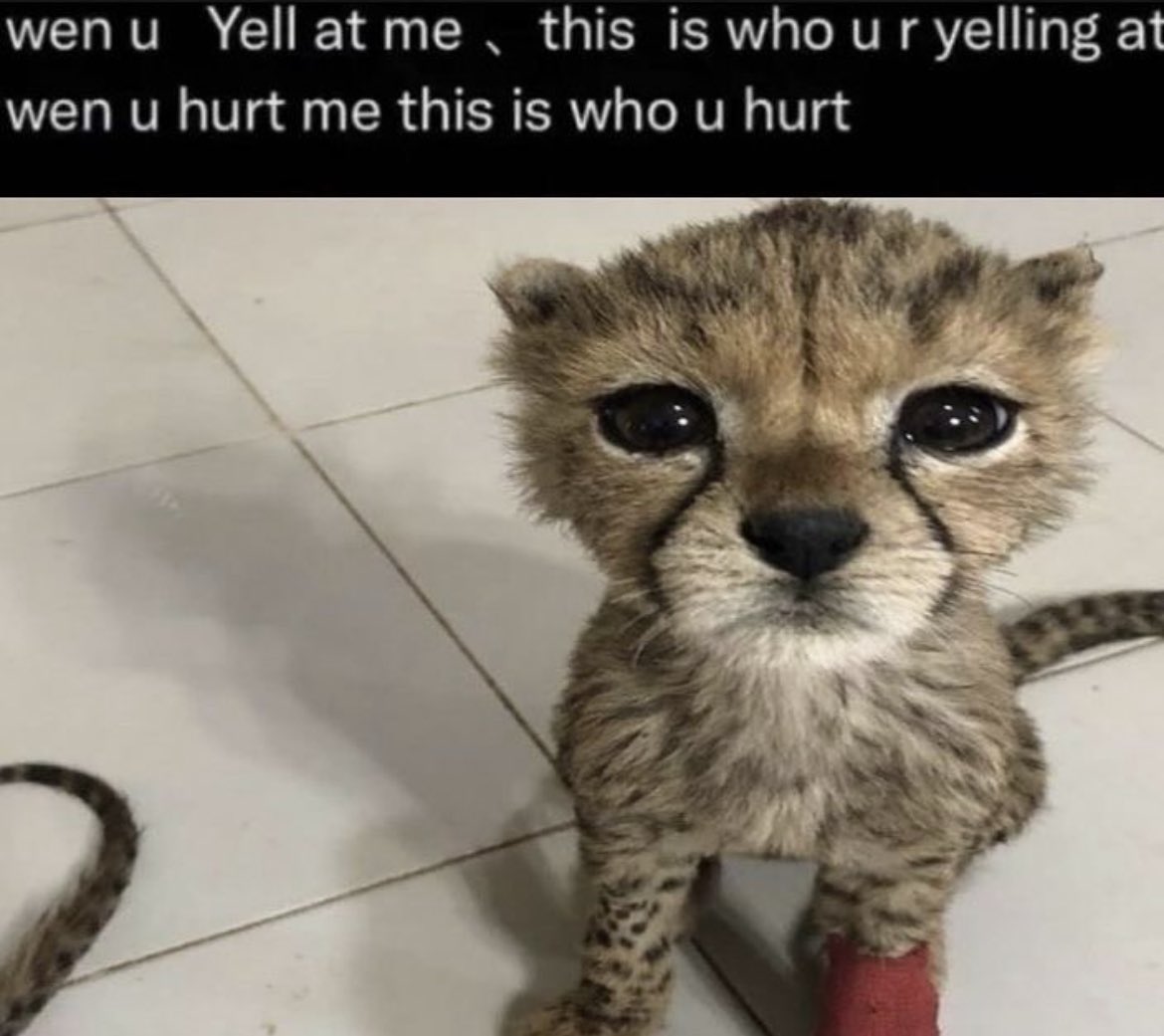 cat 💌 tweet media