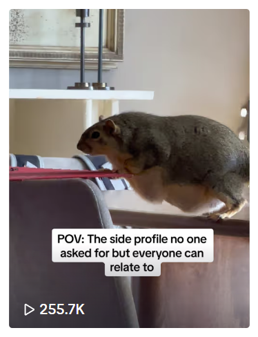 The Real Joey tweet media
