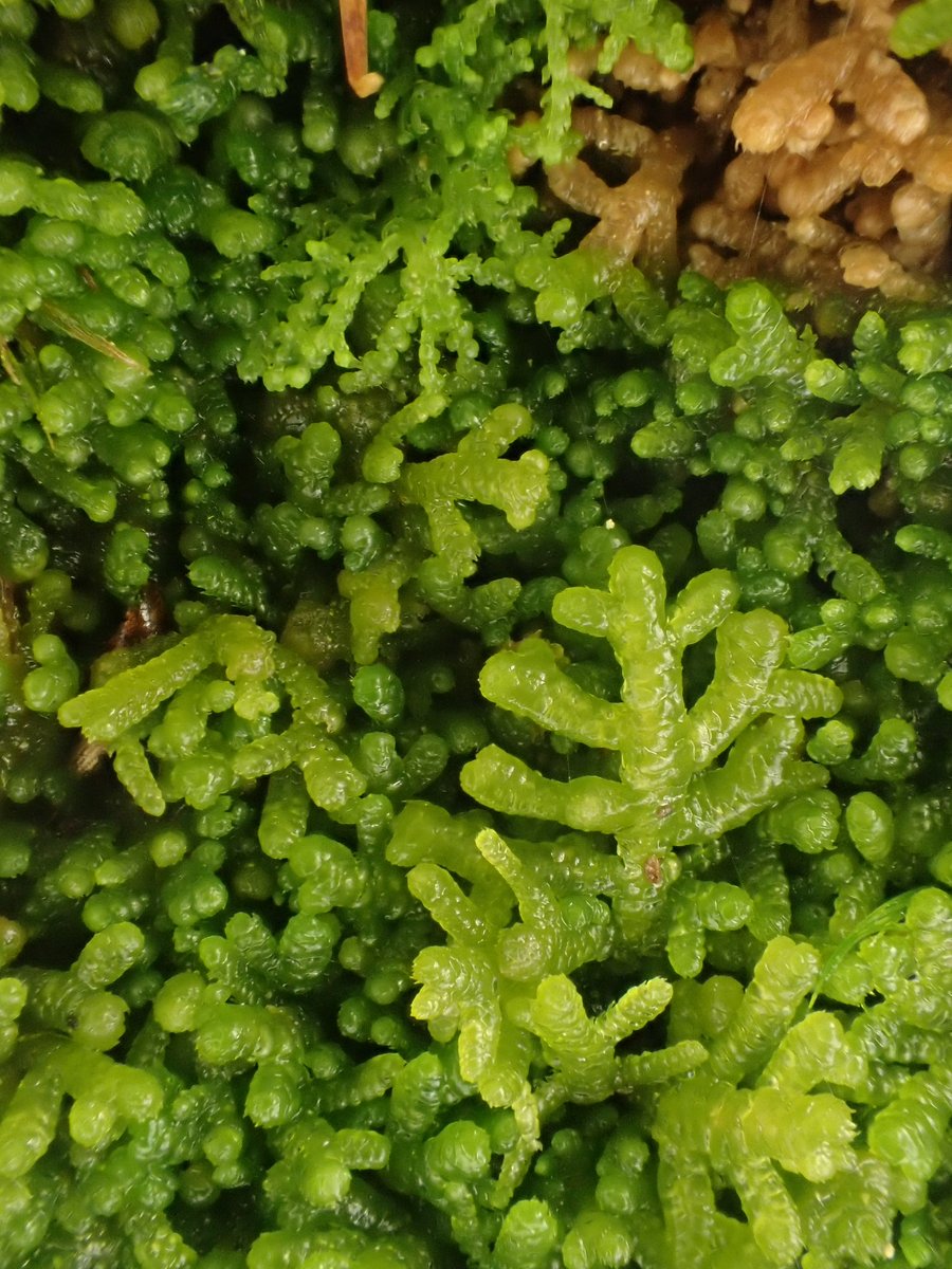 Gus Routledge tweet media