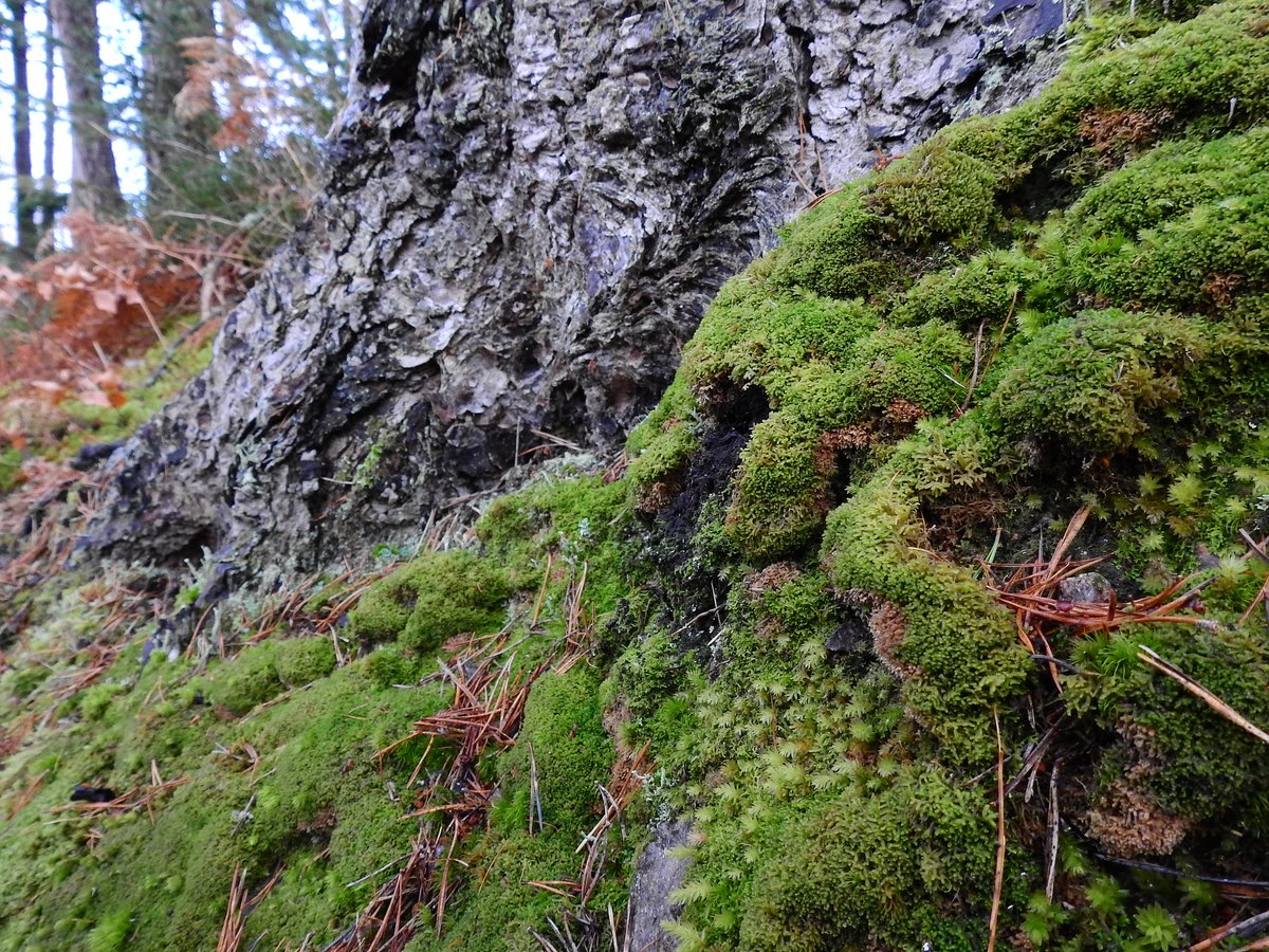 Lepidozia cupressina was a nice find right by the path on a wee walk at Falls of Foyers, only the second record from around Loch Ness, the first being in 1961 by the notorious D. Ratcliffe.