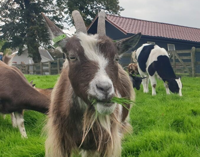 bhtdelft's tweet photo. Geen vuurwerk rondom Kinderboerderij Tanthof | Kinderboerderij Tanthof heeft de BHTD be... | https://t.co/PITh9cbQrJ https://t.co/QQRjMvNsTi