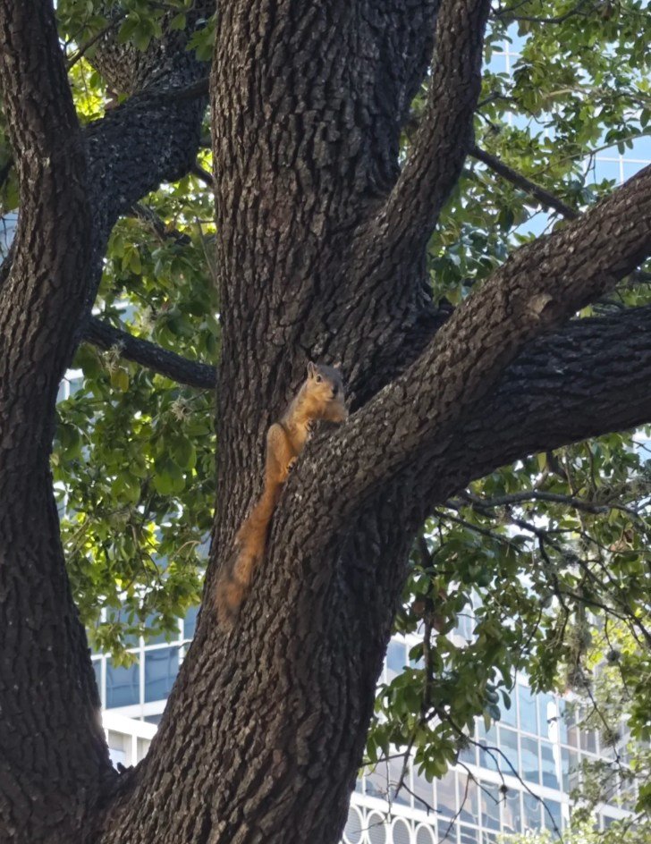This morning, I found this cute little squirrel on a tree trunk downstairs from my company. When it saw me, it stood there motionless, watching me, and didn't seem to feel the slightest bit of fear.#DeFi