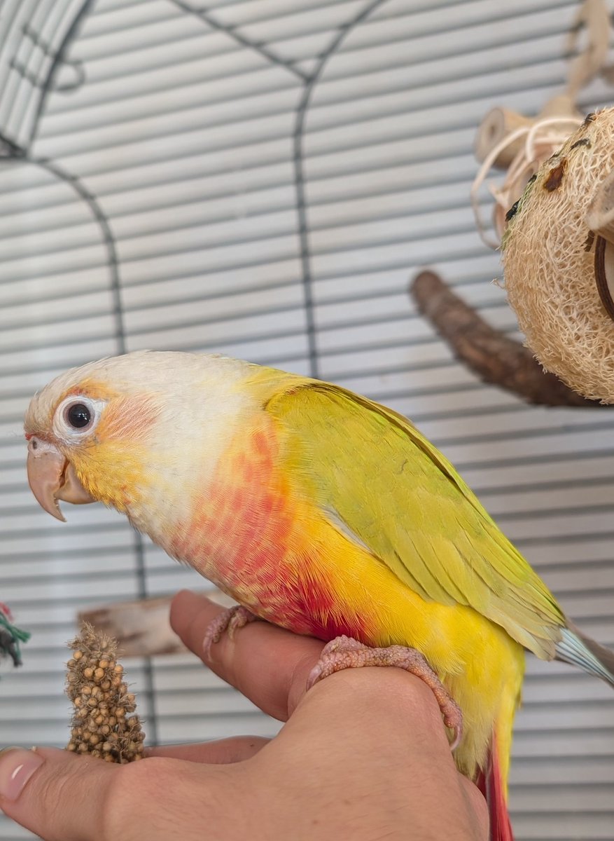 Precious little birb🦜