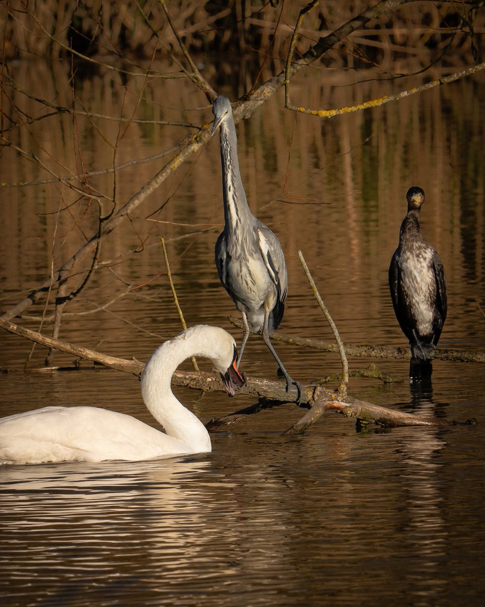 emmabphotos's tweet photo. "Get out of my pond!" ๐ ๐ฆข
#cormorant #greyheron #heron #birdphotography #birds #birdsonearth #sonya7c #wildlifephotography #wildlifephoto #wildlifeaddicts #gloucester #photographyaccount #naturephotography #naturereserve #animals #swan #muteswan #ThePhotoHour #StormHour https://t.co/EozCNoUgzb