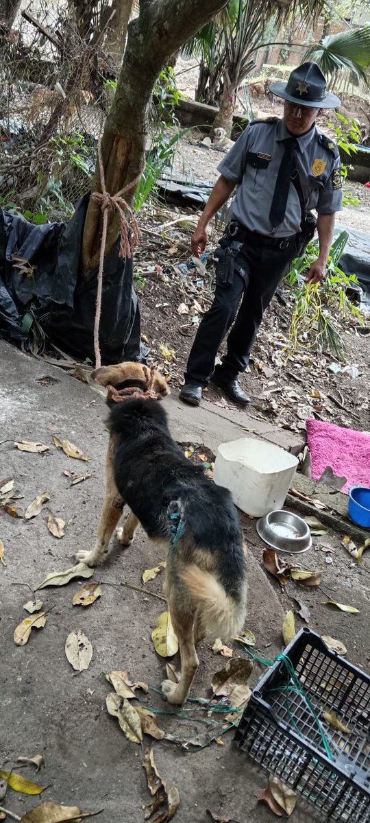 JorgeCastro_SAO's tweet photo. Estamos atentos a lo que la población de SAO nos pide.

En este caso actuamos de inmediato, nos costó encontrar al peludito pero ya dimos con él. https://t.co/ZcTHcKZI3N