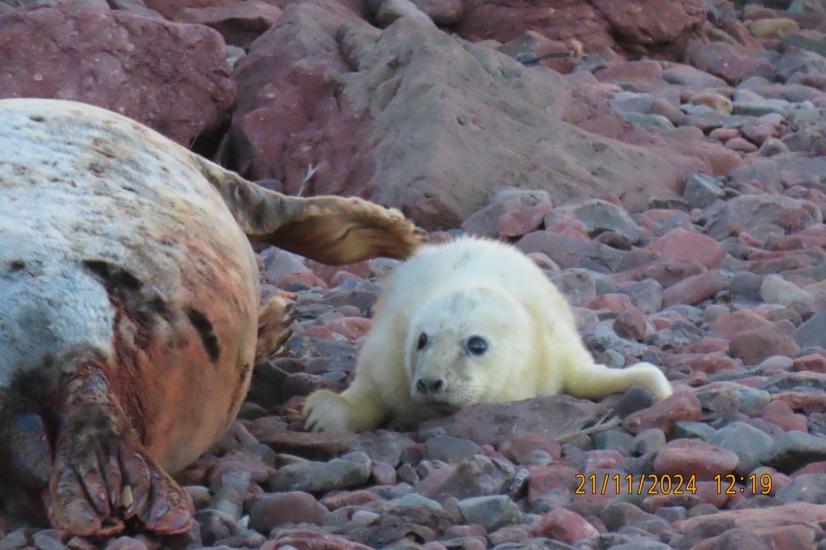 CarolynSteven's tweet photo. Annual trip to St Abbs to see Grey seals and their pups before Storm Bert. Left it a bit late this year but still a few young seals to see. Good to see the National Trust had fenced off all the beaches. Hopefully they survived the storm. https://t.co/jHFswTo0B7