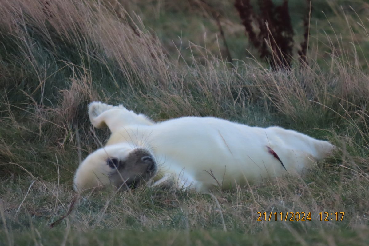 CarolynSteven's tweet photo. Annual trip to St Abbs to see Grey seals and their pups before Storm Bert. Left it a bit late this year but still a few young seals to see. Good to see the National Trust had fenced off all the beaches. Hopefully they survived the storm. https://t.co/jHFswTo0B7