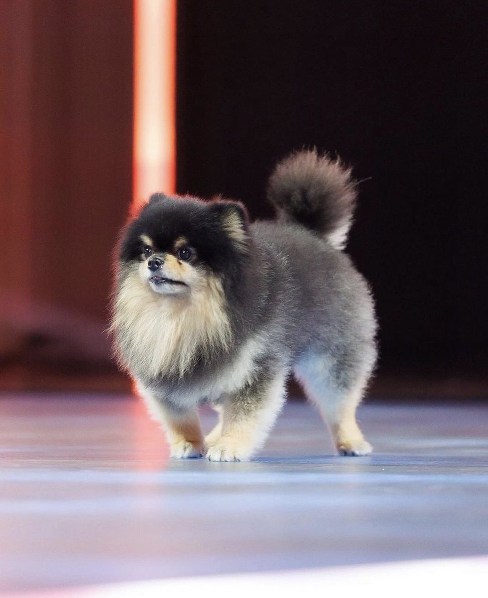 abrtmsy713's tweet photo. We love you our little superstar😭💜
RIP https://t.co/AmVGz9L7UN