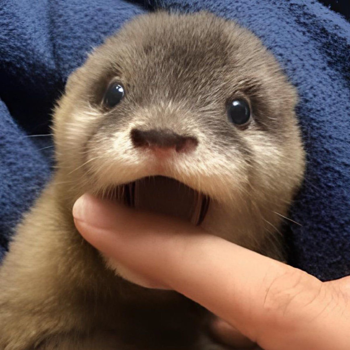 simonny0's tweet photo. @PopPunkOnChain Degen isn’t just an otter. He’s a movement. $DEGEN 

BjJhZJz11xpd7PkPFTsMvkCcQrEWRmMpNYUe6K9GT8cH https://t.co/x8wsSsSr9f