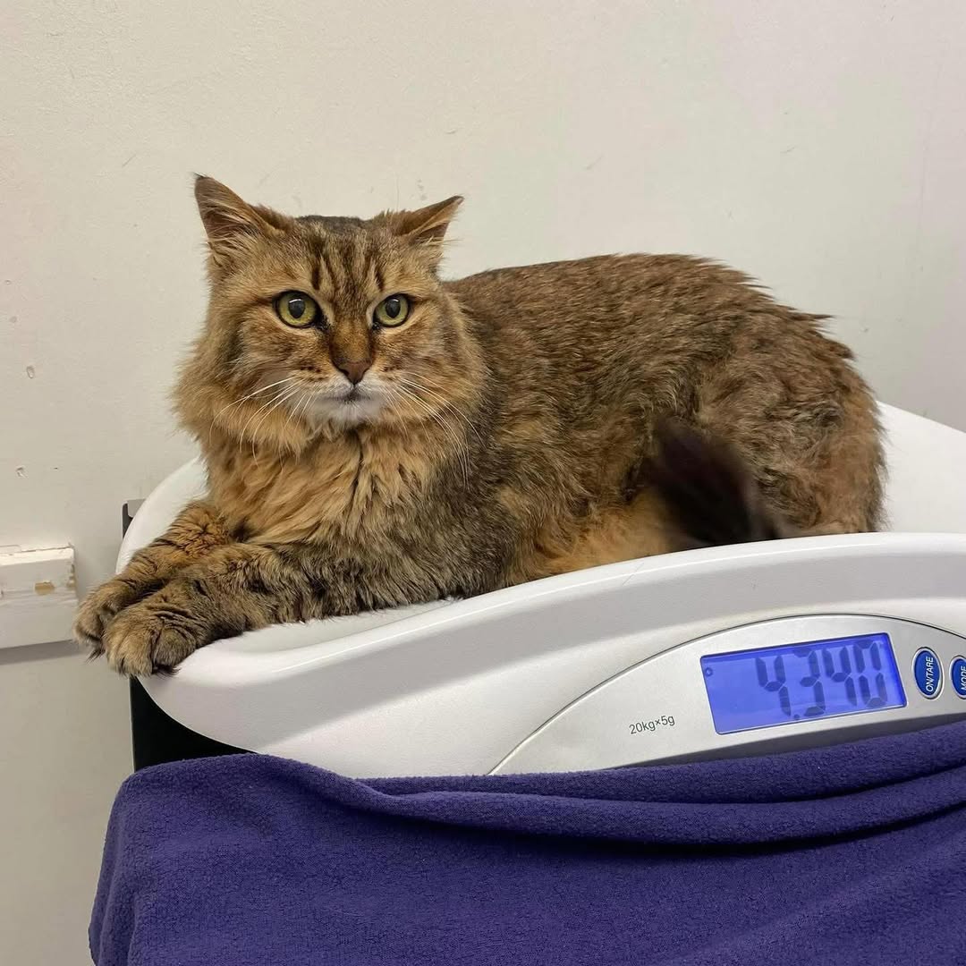 worthcici's tweet photo. Wally wants to remind you that we run cat friendly clinics with our vet Elsje on Tuesdays 11-1pm.
It’s the place to be if your cat is a little worried about the vets.
Book in for your next appointment
#felinefriendly #isfm #catfriendlypractice #cat #feline #essexpets #pet #vet https://t.co/VFW7wt5iCo