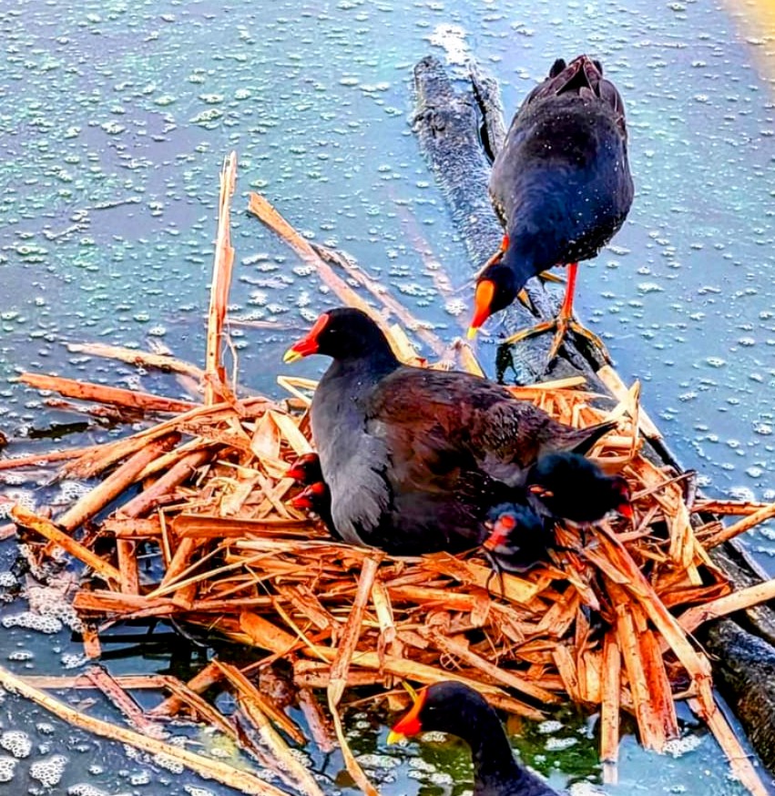 A Moor Hen with chicks nesting in our farm dam
