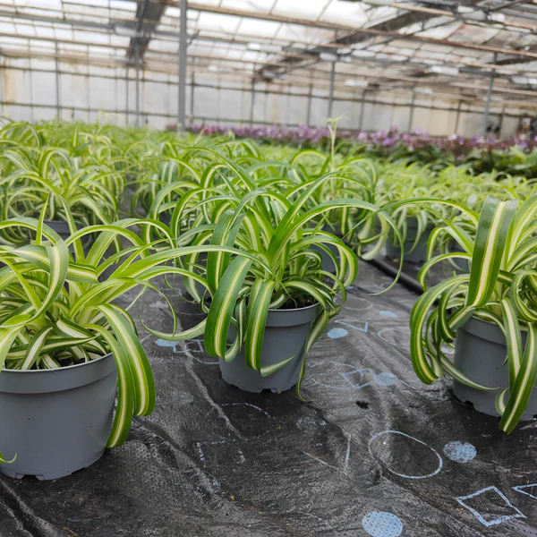 Dibleys Nurseries tweet media