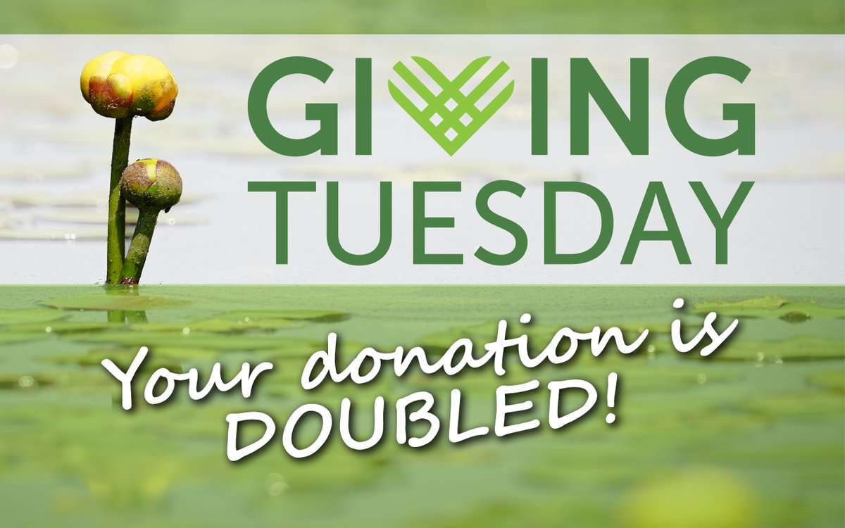 Today is #GivingTuesday! And our Board of Directors has issued a matching gift challenge. They will match every gift, dollar-for-dollar up to $20,000, right now.

That’s double the support for Wisconsin's wetlands. Donate today at WisconsinWetlands.org/GivingTuesday
