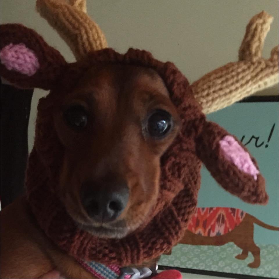 Amber, (RIP) Charlie (RIP) and Maisie (RIP) tweet media