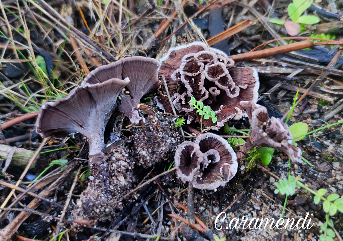 💥 Thelephora caryophyllea

Como su nombre indica, forma de clavel, cuyas rosetas están superpuestas con el margen blanco. Himenio liso arrugado de color pardo violáceo. Presencia de pie evidente. En Pinus pinaster. En micro, basidios bispórico con fíbula basal. Fíbulas notorias.