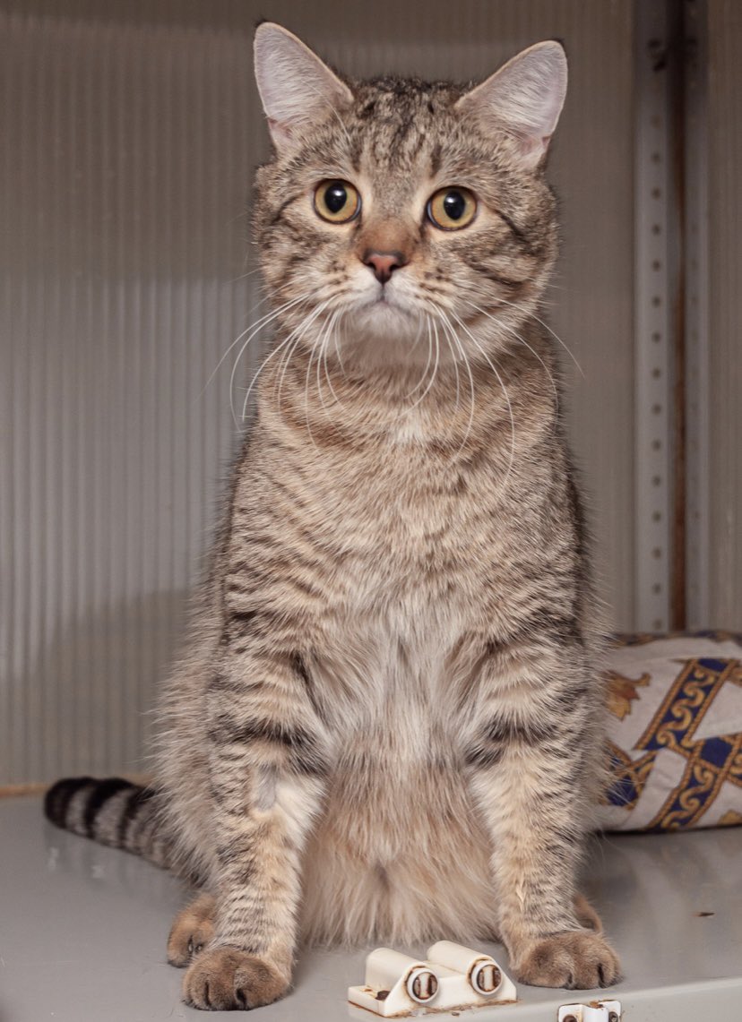 Как сейчас пристраивают котов? 
Авито - 0 просмотров с продвижением. ИГ - у меня 3 с половиной подписчика. Доски типа Мичико и др - тоже без результата.
Бублику нужен дом, чувствую себя жутко виноватой за провал с поиском оного.