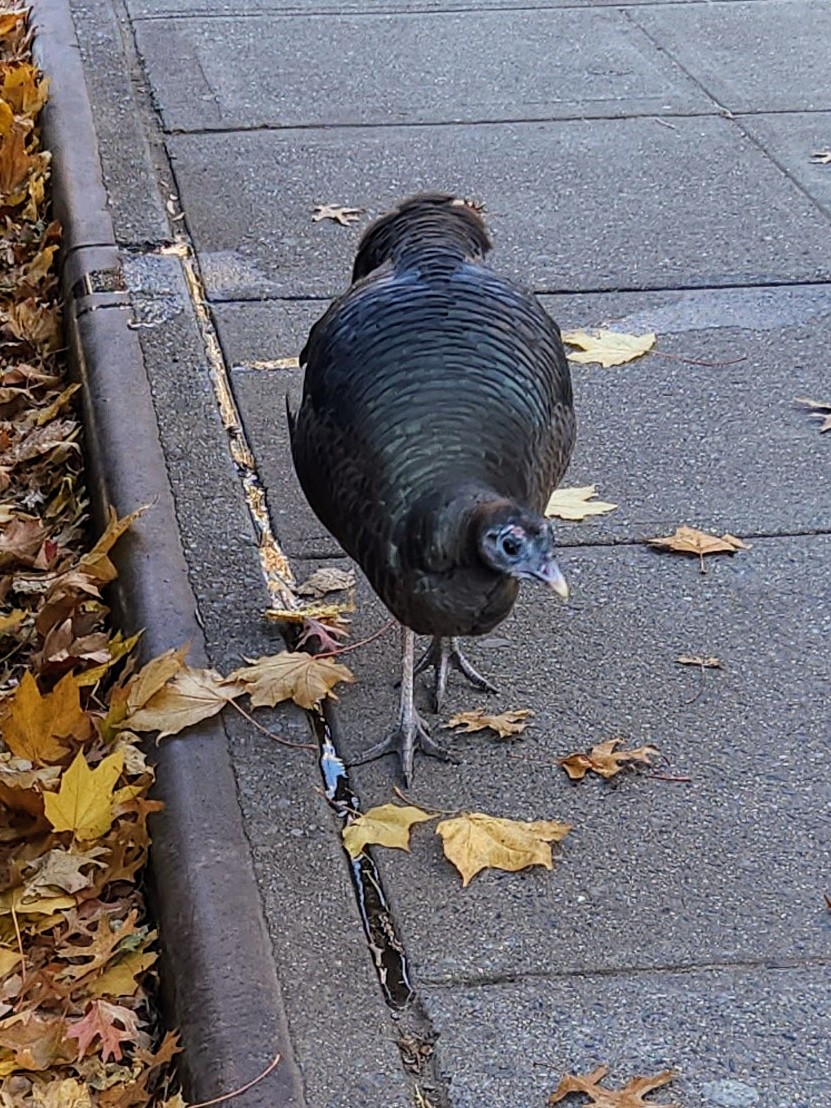 In this cold and dry weather, 💦 water 💦 is the Wild Turkey's most pressing need. She drank at least five times this morning from water we poured for her. Roosevelt Islanders, if you see her, offer her some water as best you can. 🦃 ❤️