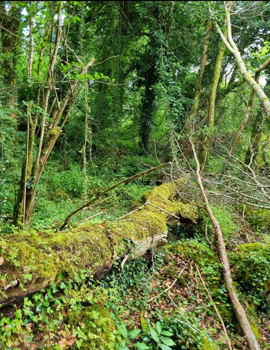 Oedalea tibialis I think this individual was swept from a dead large ash tree in Dromore Woods, Co Clare, Republic of Ireland (Date:28.vi.2024).