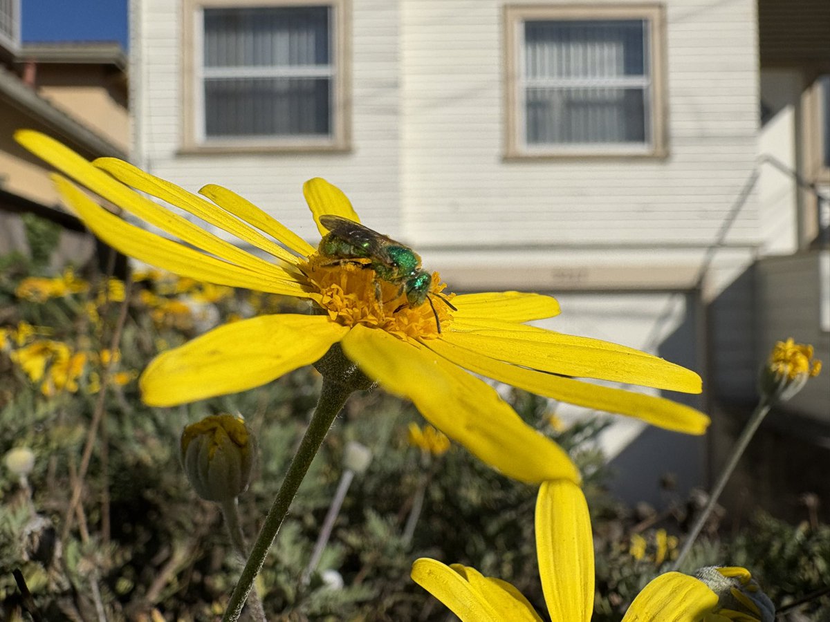 Agapostemon bees are nothing if not persistent and this A. subtilior female proves it - still in action in December. She must be one of the last ones (I’d say “of the season” if native bee seasons of old still held…) around here.  [Alameda, CA 12-1-24] #bees #nativebees
