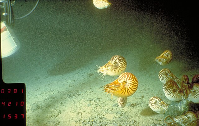 this image enchants me so. nautilus bouncers standing guard while their friends have a nautilus bonanza