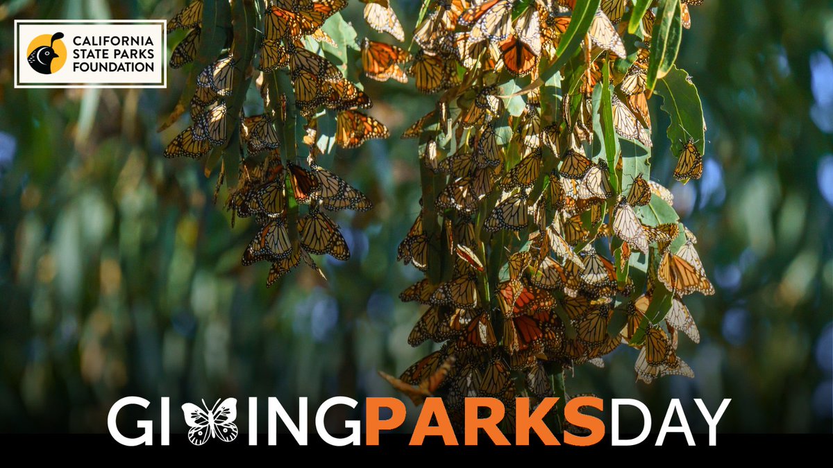 Did you know CA state parks provide critical overwintering habitats for monarch butterflies? This #GivingParksday, your donation will be matched up to $50K! 🦋 Let’s protect these incredible creatures:
ow.ly/sWmK50UfjMG