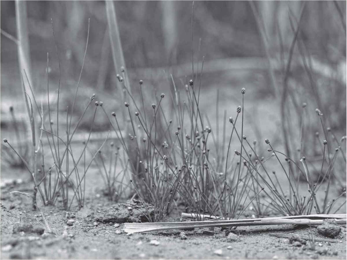 alison anastasio tweet media