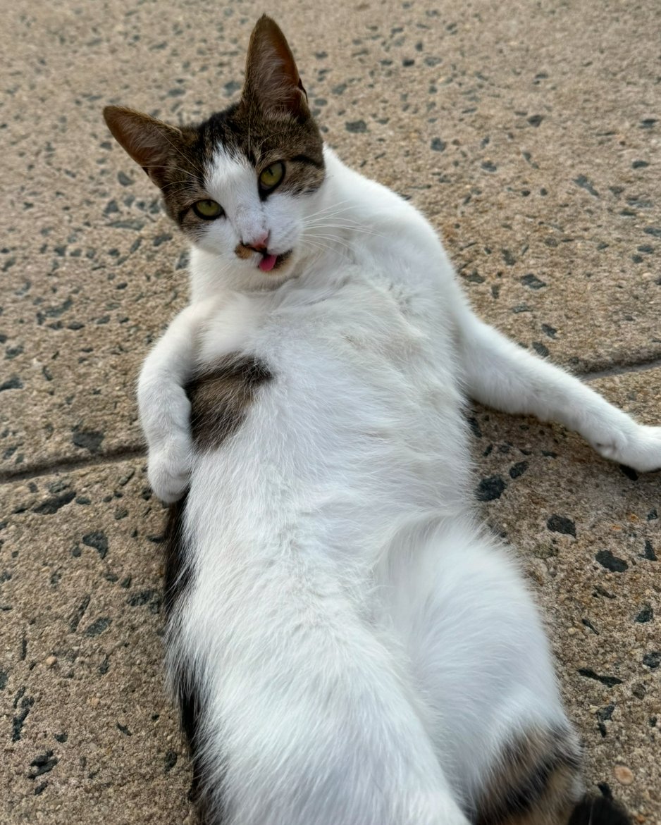 Elphaba
Located: Foster home Monmouth County, NJ

Elphaba, a 2-year-old white and grey tabby, was found outside as a friendly stray. She will defy gravity with her sweetness! This enchanting beauty is as loving as she is stunning, ready to cast a spell of snuggles and joy over