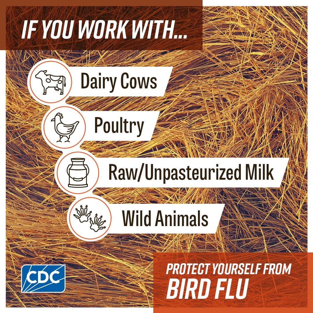 #H5N1 #birdflu is spreading in poultry and cows. It’s rare, but people can become infected too. Be careful working with animals that could be infected. Find out what precautions you can take to work safely around animals at: bit.ly/4dADJBK