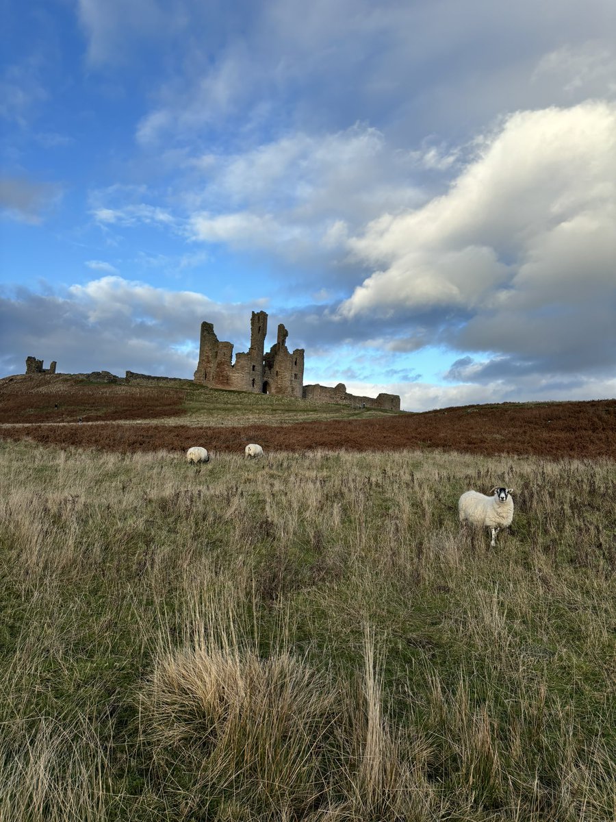 Windswept moorland calls,
A lone sheep in heather stands,
Clouds drift, soft and low.