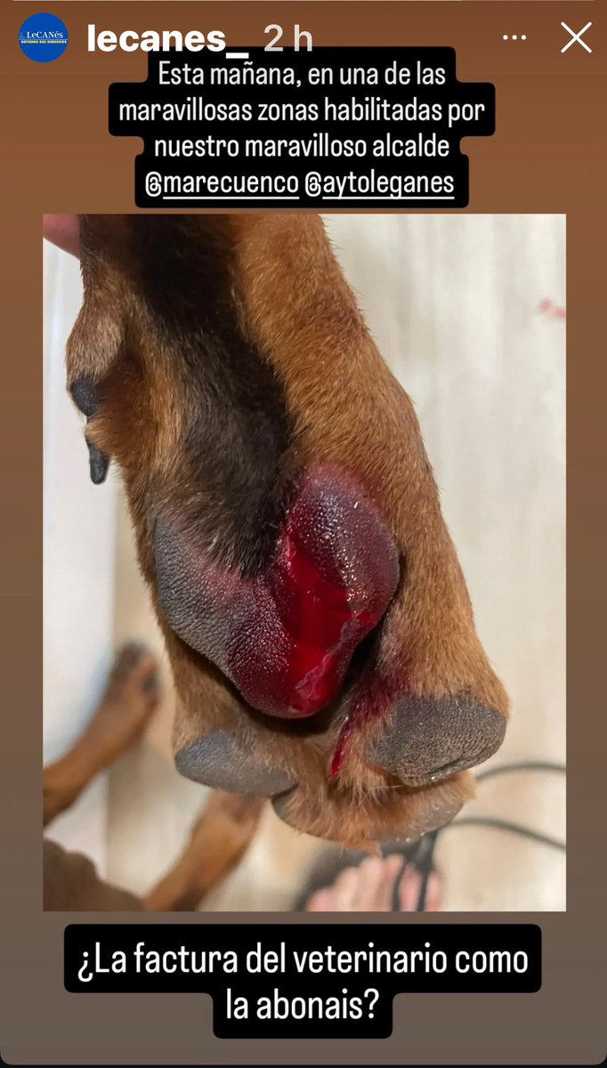 LECANÈS tweet media