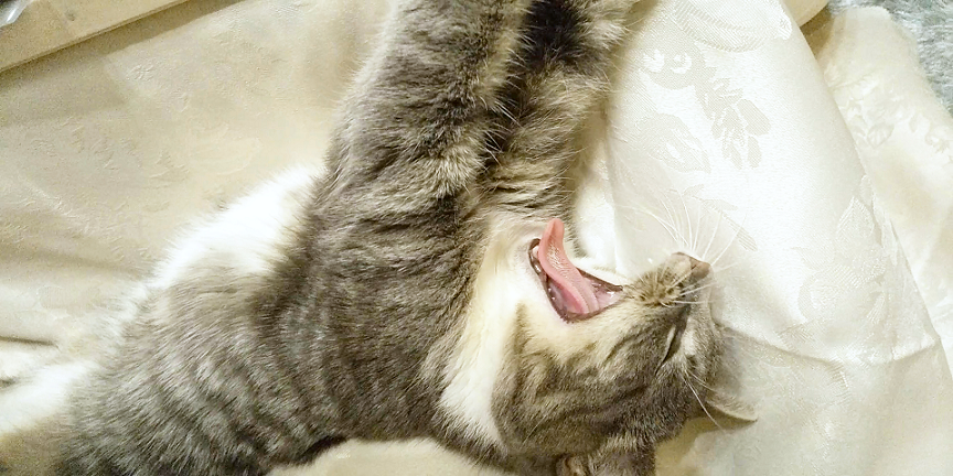 chihari_'s tweet photo. #ガオー曜日

へそ天のまま豪快なガオー！🦁✨

#ねこのいる幸せ #猫 #猫好き 
#猫の居る暮らし #猫がいる生活 https://t.co/JVZPRFiwX5