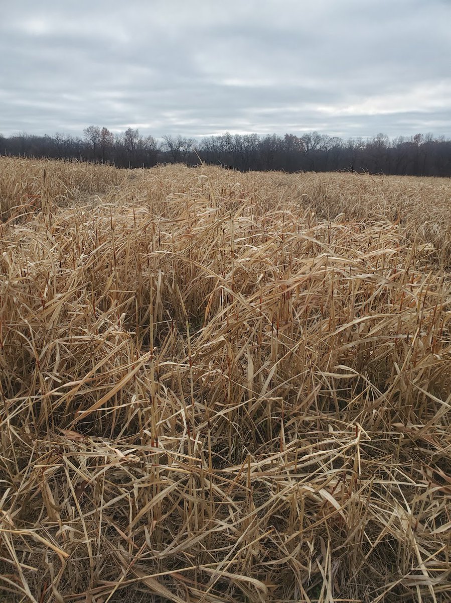 Have you ever thought about stockpiling sorghum x sudangrass?  It could be a potential forage for animals with low nutritional demand like dry, pregnant cows. Interestingly, the brachytic dwarf hybrids tend to be higher in protein. #MUExtension #COWCHOW #Forage #Beef