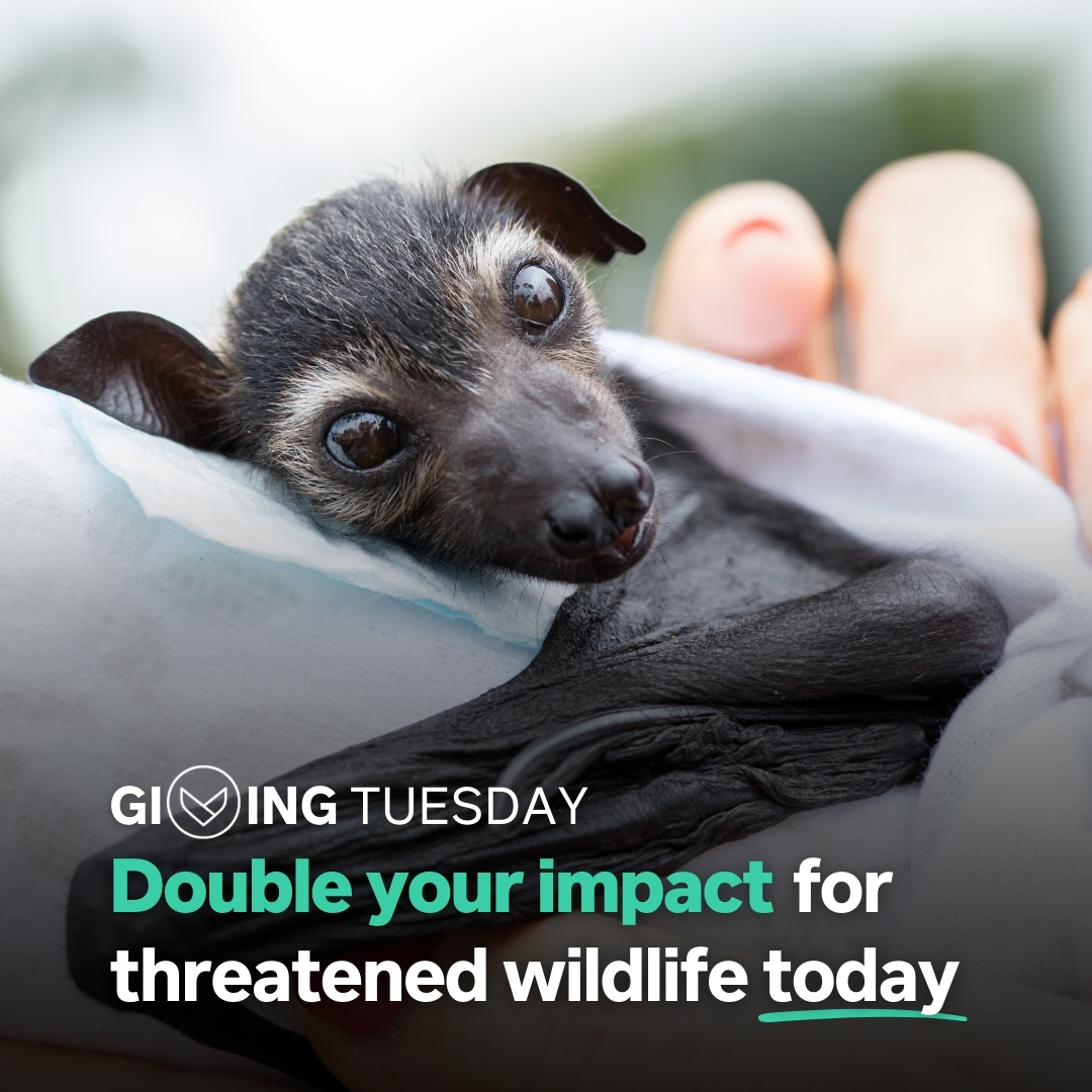 It’s #GivingTuesday!

Your donation to the legal fight for nature and wildlife will be doubled thanks to one incredible supporter who has pledged to match your donation.

Donations up to $500 will be matched until we reach our goal of $10,000!

Give now: givingtuesday.edo.org.au/?utm_medium=or…