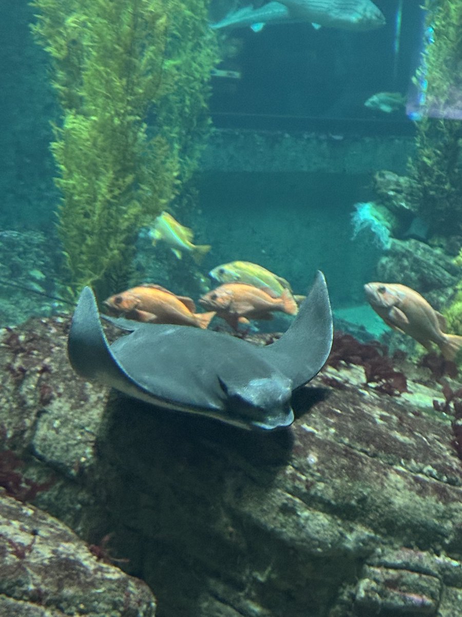 Jessamina Redolfi tweet media