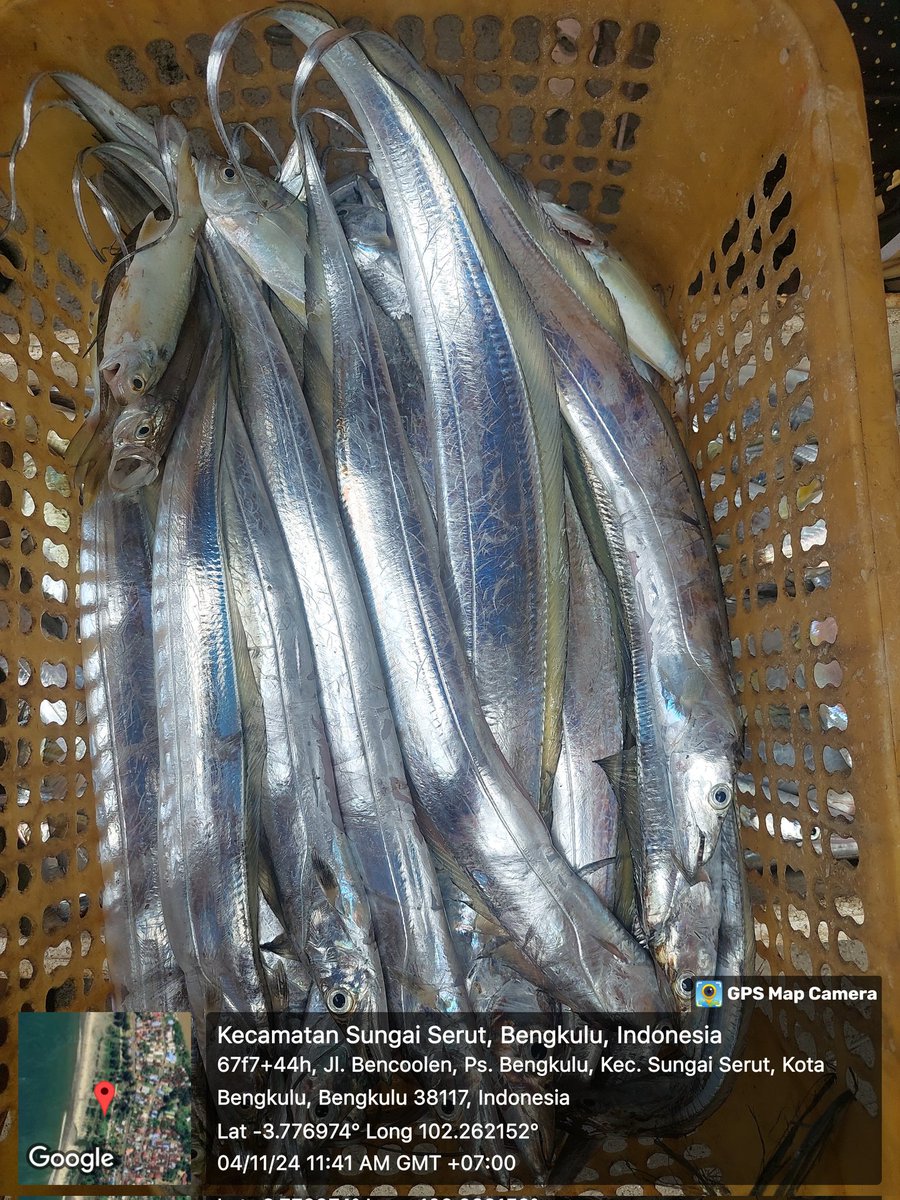 ZaniTarzan's tweet photo. Senen(04-11-24)tarzan zani luhkan kota bengkulu,hasil tangkap anggota KUB mutiara laut,ikan layur 10 kg. 29000K. Ikan kapas2. 12 kg. 30000K.
#GiatLuhkanSatminkalBRPPUPP
#luhlapor 
@bppsdm_kp 
@bppsdm_brppupp https://t.co/QtWmiILeRa