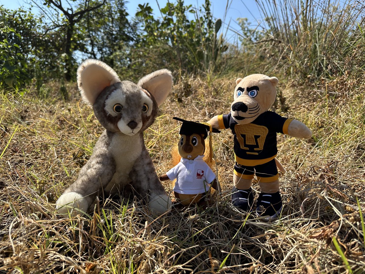 bioeticaunam's tweet photo. Hoy tuvimos una visita muy especial, se trata de #UVardilla de la @UnivalleCol que acompañó a #Goyo de la @UNAM_MX y a #Xitle del @bioeticaunam a un recorrido por el PUB y la zona cultural en #CU. https://t.co/rNuafeBwtY
