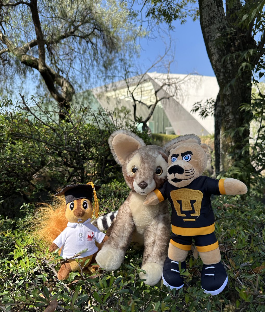 bioeticaunam's tweet photo. Hoy tuvimos una visita muy especial, se trata de #UVardilla de la @UnivalleCol que acompañó a #Goyo de la @UNAM_MX y a #Xitle del @bioeticaunam a un recorrido por el PUB y la zona cultural en #CU. https://t.co/rNuafeBwtY