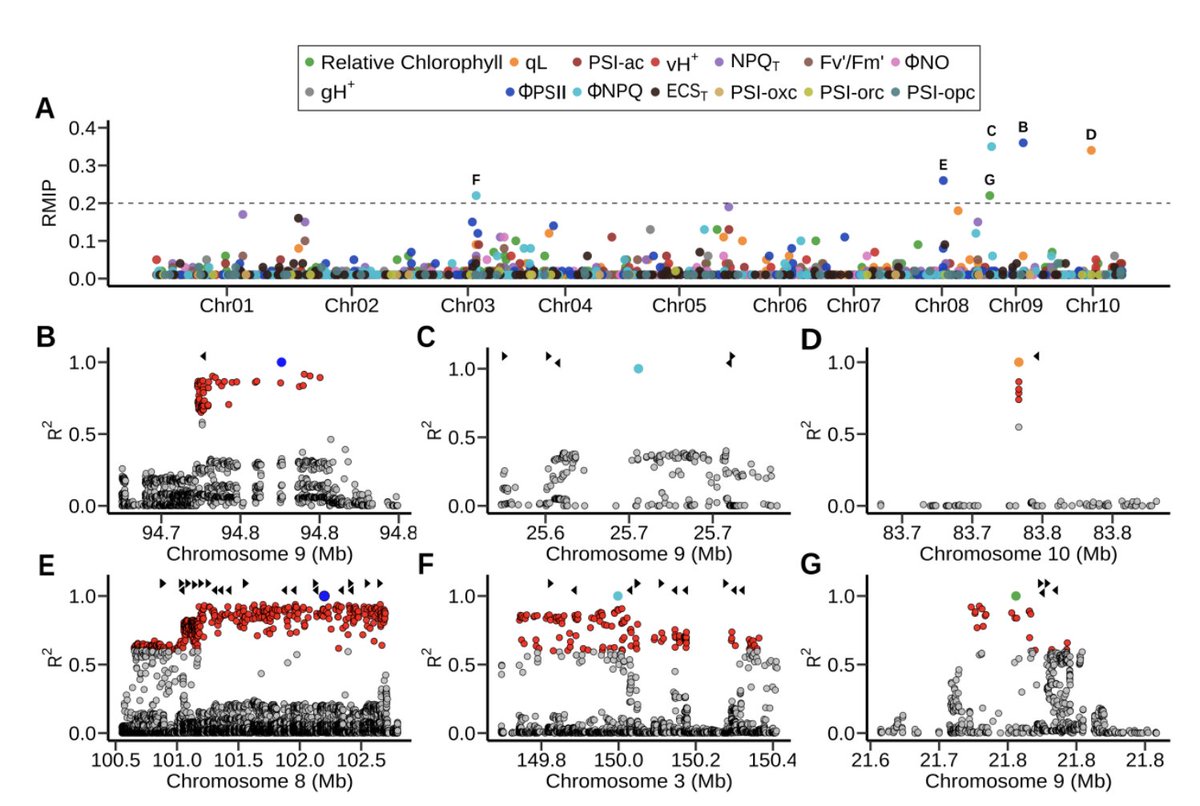 Mapping genes controlling differences in photosynthesis between different kinds of corn using almost 5,000 measurements of photosynthesis and environmental data. New preprint lead by <a href="/WaqarAli325/">Waqar Ali</a>
