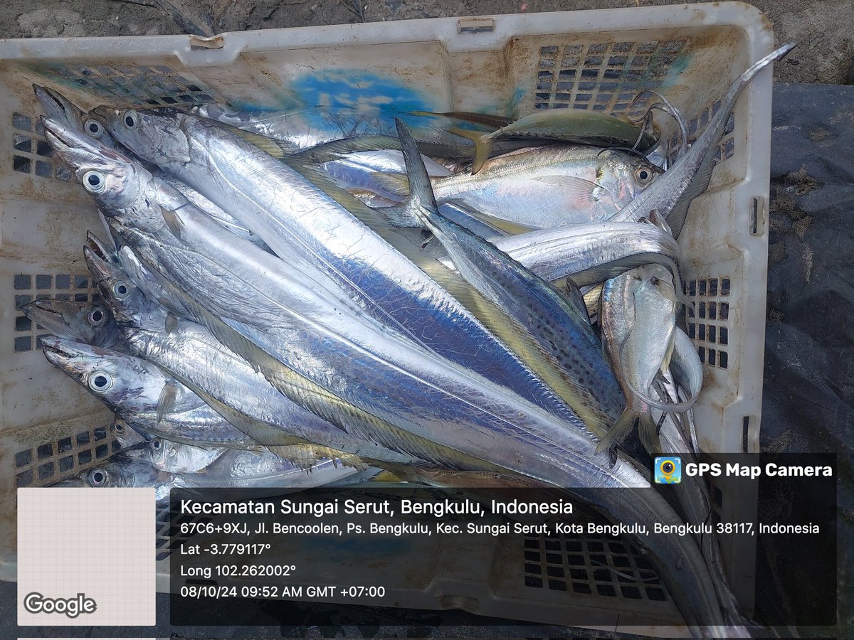 ZaniTarzan's tweet photo. Selasa(8-10-24)tarzan zani luhkan kota bengkulu,hasil tangkap anggota koperasi lancang kuning,ikan layur 30 kg. 25000K, ikan selar 15 kg.20000K.
#GiatLuhkanSatminkalBRPPUPP
#luhlapor 
@bppsdm_kp 
@bppsdm_brppupp https://t.co/Yb3upxFhqO