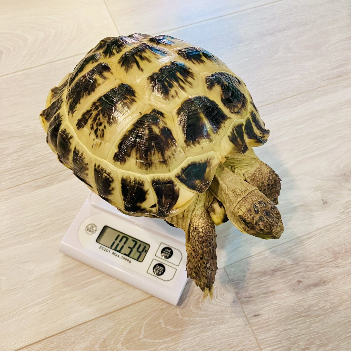 noronorokamesa1's tweet image. ２年６ヶ月経ちました。
久々の測定
🐢1034g🐢

そろそろ、成長はストップかな？
毎日ご飯たくさん食べて、土ホリホリして、元気いっぱいです☺️