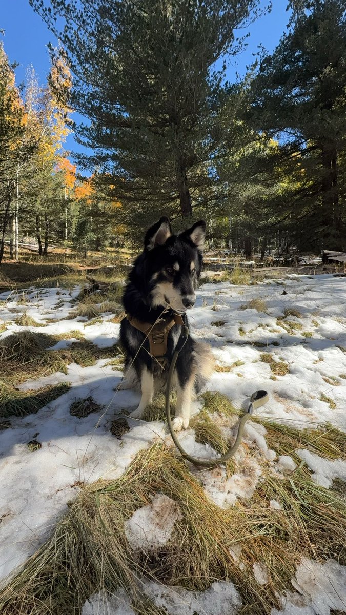 JakePrediction's tweet image. big boy is ready for some snow