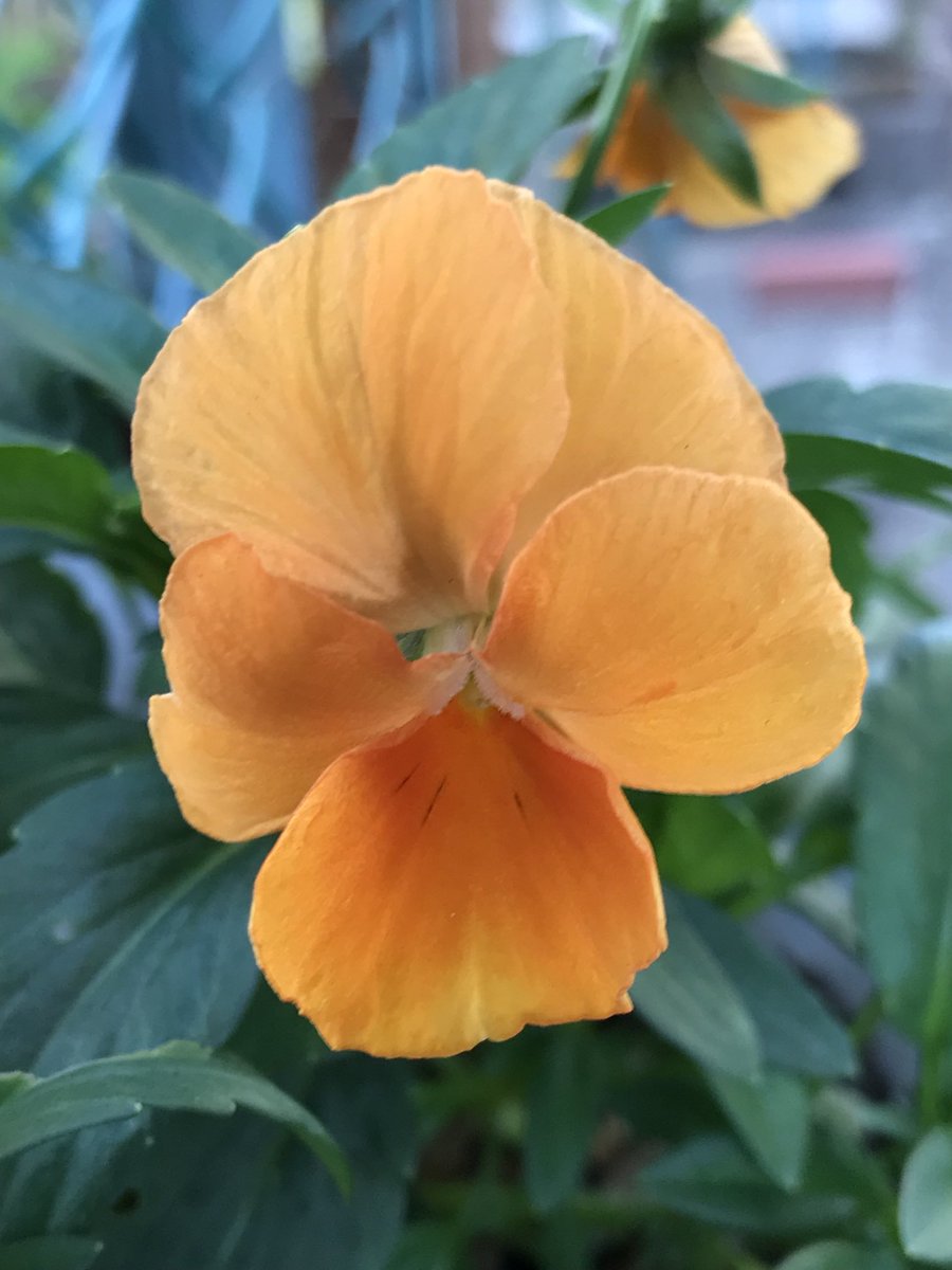NatureGardenPCT's tweet photo. おはようございます☀
＃よく咲くスミレ
冬なのにビタミンカラーの花を買いました♪ https://t.co/nDVq4WwYzF
