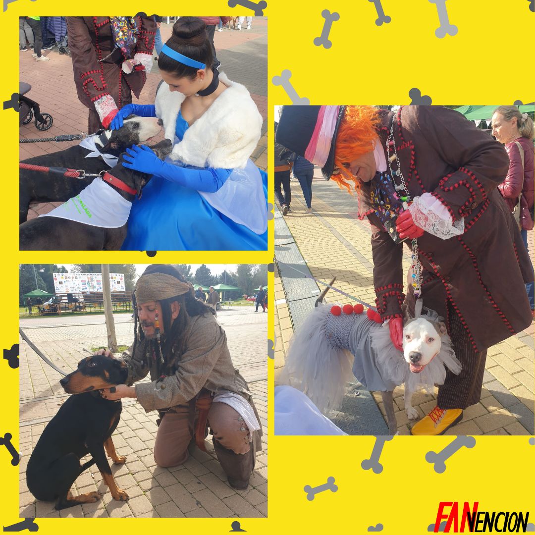 Fanvencion's tweet photo. Hace un mes nuestros voluntarios fueron a @mascocancoslada con su X Jornadas de Adopción y VIII Marcha Solidaria con Mascotas.

Jack Sparrow, el Sombrerero Loco, Cenicienta y Bella disfrutaron muchos de todos los perretes que fueron a disfrutar del día allí. https://t.co/GXo4mnFjaj