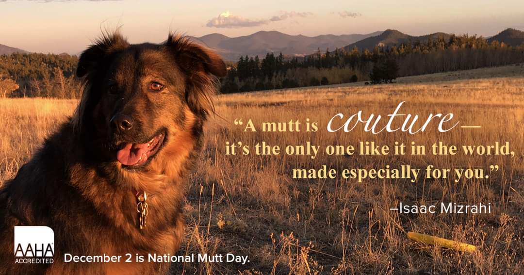 National Mutt Day, also known as National Mixed Breed Dog Day, was created in 2005 by Celebrity Pet &amp; Family Lifestyle Expert and Animal Welfare Advocate, Colleen Paige. National Mutt Day is all about embracing, saving, and celebrating mixed breed dogs 🐾